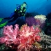 coral_soft_pc_h_0705_png1953.jpg